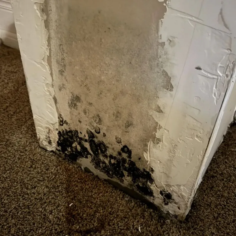 Professional Mold Removal in Brookings, OR